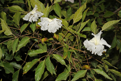 Dolichandrone atrovirens